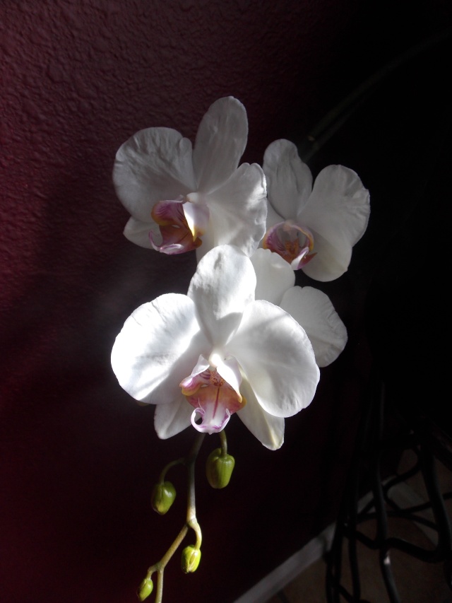 Orchids/ Tropicals - Page 2 2011-111