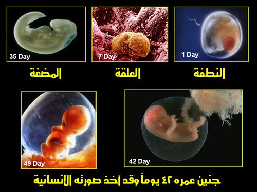 صورر روعة ماذا يحصل حتى اليوم42من الحمل .....اعجاز نبوي بصدق Ououus10