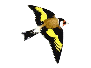 s.o.s appel aux associations ornithologiques marocaines Image110