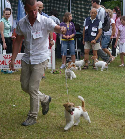 Esposizione Nazionale Canina di Laveno - CAC, 02 Agosto 2009. - Pagina 3 Yuppi410