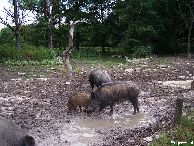 Sortie au Parc Animalier Sainte Croix en Moselle 100_6210