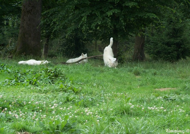 Sortie au Parc Animalier Sainte Croix en Moselle 100_6217