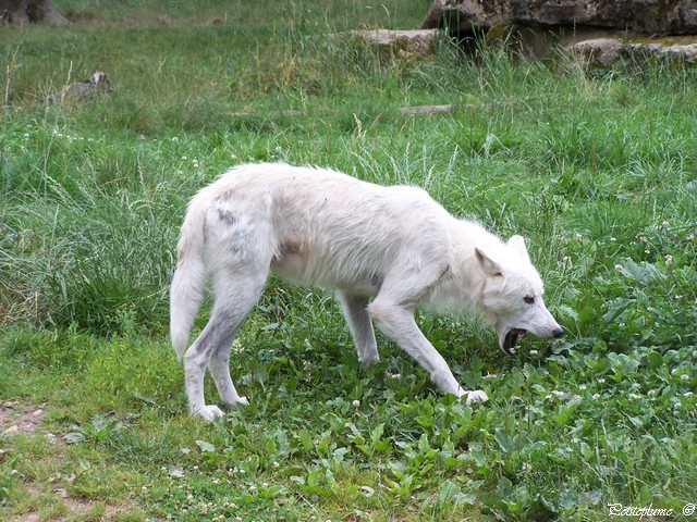 Sortie au Parc Animalier Sainte Croix en Moselle 100_6310