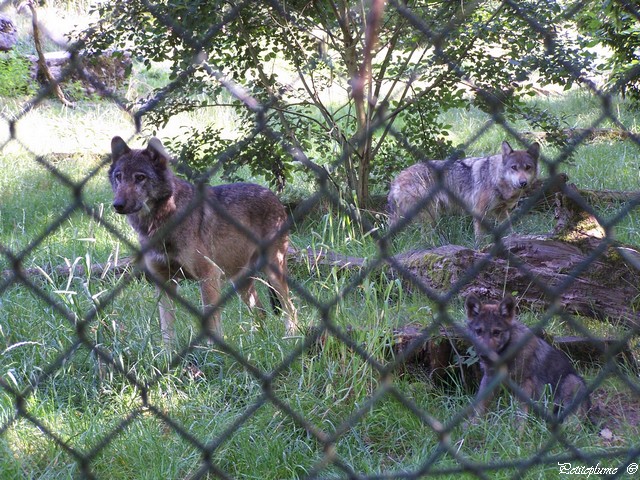 Sortie au Parc Animalier Sainte Croix en Moselle 100_6515