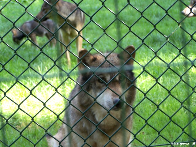 Sortie au Parc Animalier Sainte Croix en Moselle 100_6611