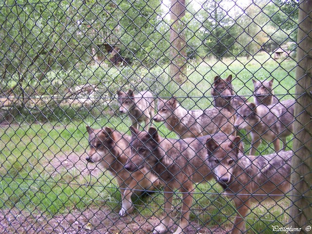 Sortie au Parc Animalier Sainte Croix en Moselle 100_6612