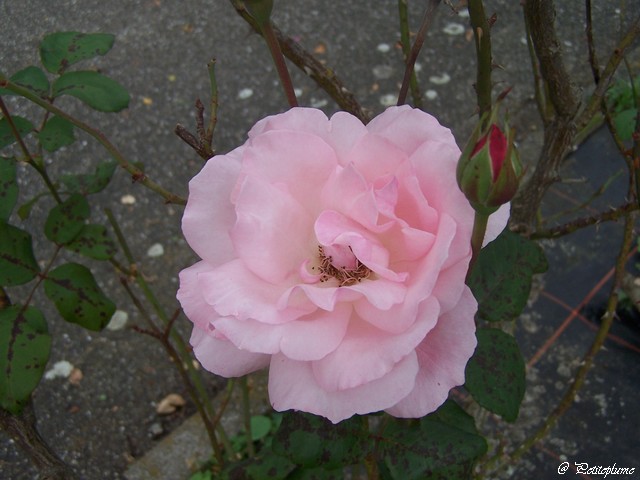 Les roses de Septembre 100_7916