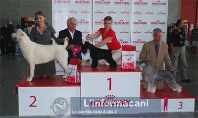 International Dog Show - Torino (I) Gruppo10
