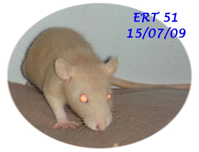 Les Rats-Alcooliques Ert_5116