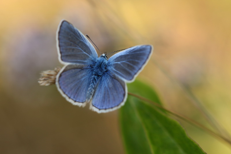 Fleur bleue ..par Phil Fleur_10