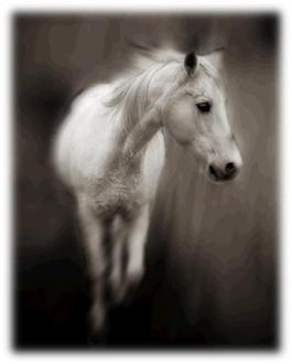 تعلم من الحصان..,,..كيف تعيش وكيف تتحمل‏ Image013