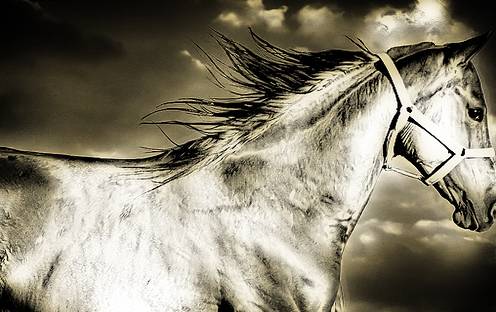 تعلم من الحصان..,,..كيف تعيش وكيف تتحمل‏ Image019