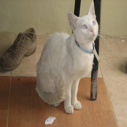 gato blanco con collar celeste Orion210