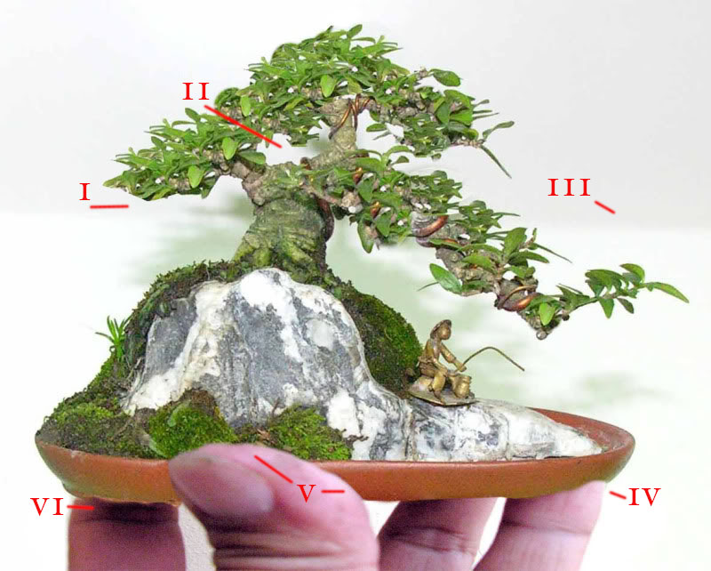 Super mini Wrightia landscaping Tcmnmc10