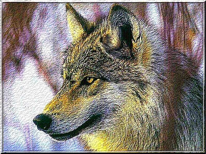 galeries des loups Loup111