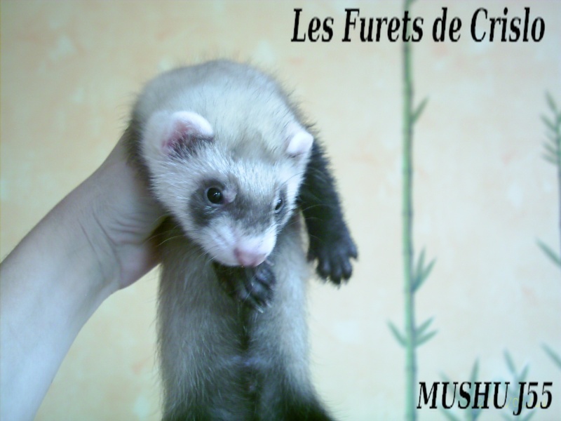 Les Furets de Crislo : Savannah & Kakao J55_mu10