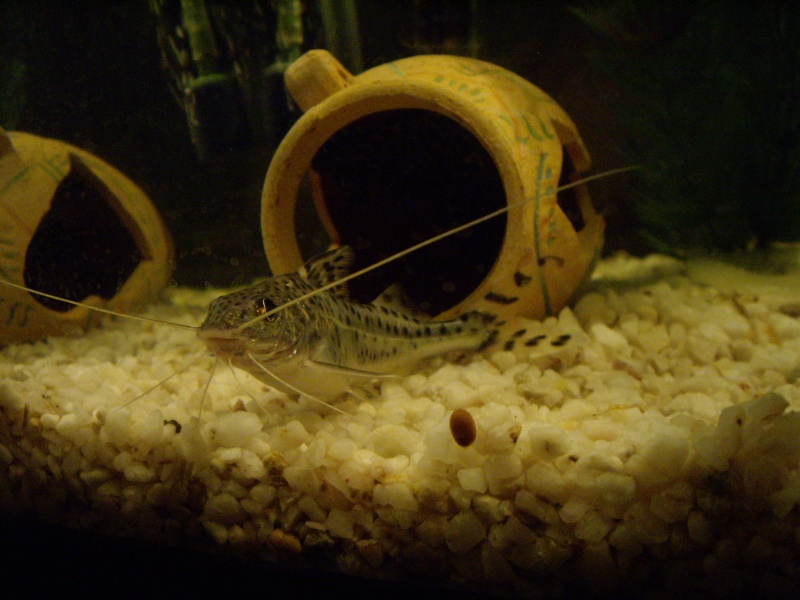mon poisson chat (pimelodella ou pictus catfish) 18_jui10