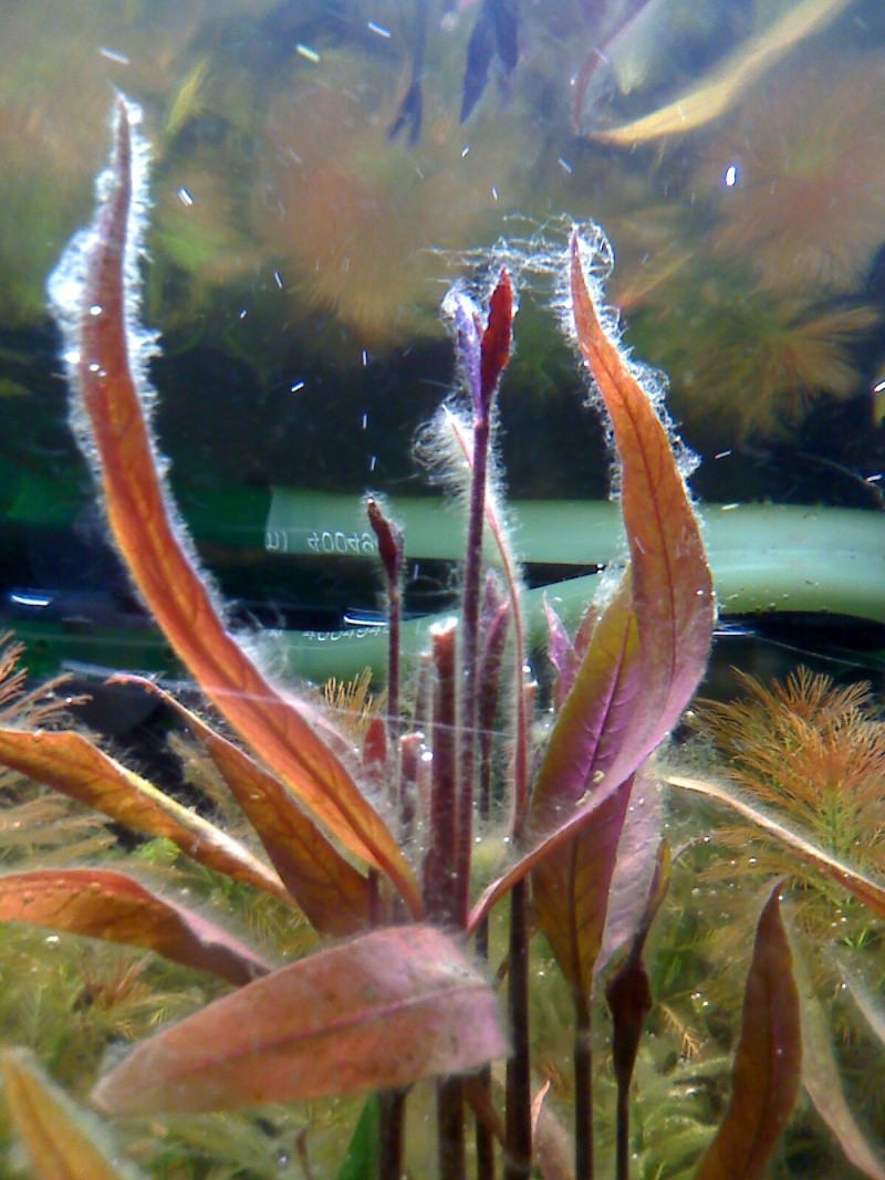algues sur les plantes Moto_011