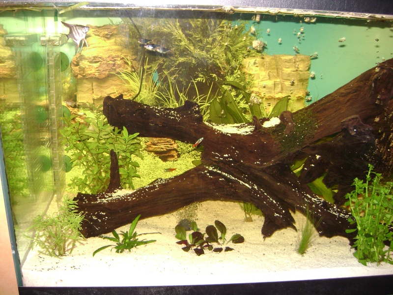 rambo59 voici mon aquarium environ 300 litre Dsc00714