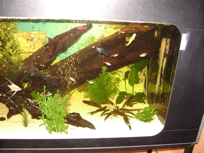 rambo59 voici mon aquarium environ 300 litre Dsc00715