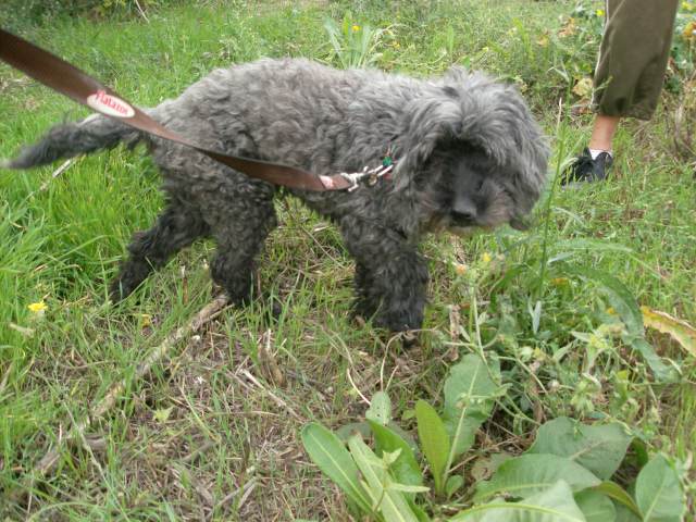 LILI, caniche gris-noir env. 10 ans  en urgence dans le sud Lili-a10