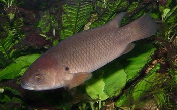 Anabas testudineus (poisson grimpeur, perche grimpeuse) Anabas10