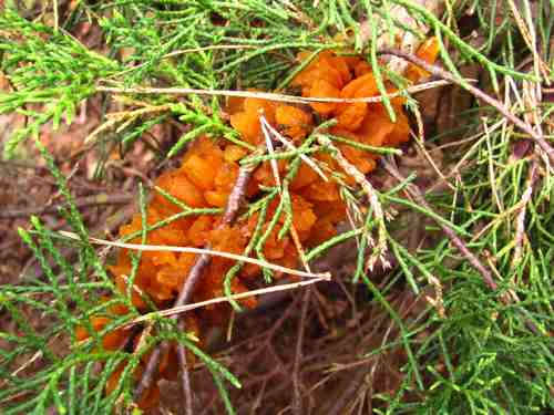 Kind of fungus? Img_6913
