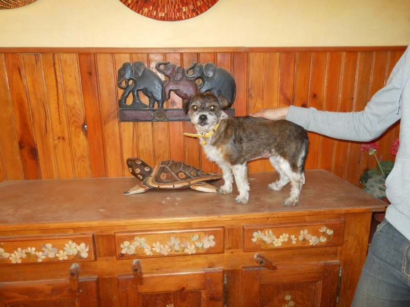 A adopter Piluka, très calme et douce chienne de 6 kg Piluka11