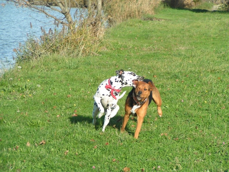 Daisy-dalmatien F-1 an-en fa (dpt13) asso dalmasf Daisy_21