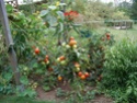 1ère récolte de tomates Imgp3114