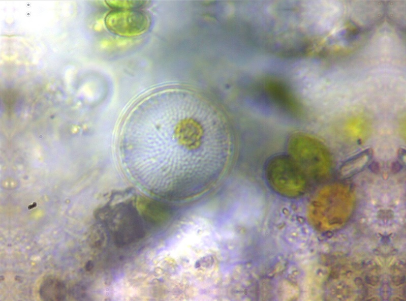 microscopie - Page 2 Diatom11
