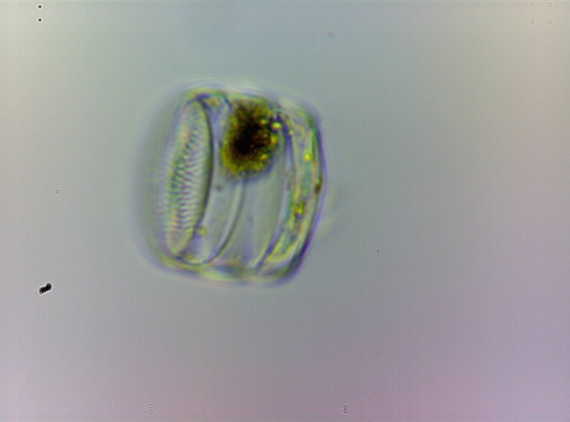 microscopie - Page 2 Diatom12