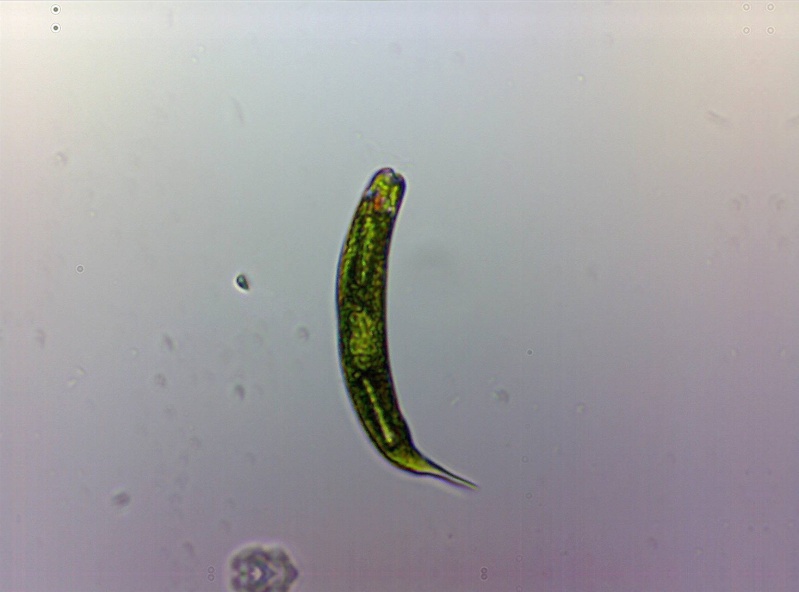 microscopie Euglen11