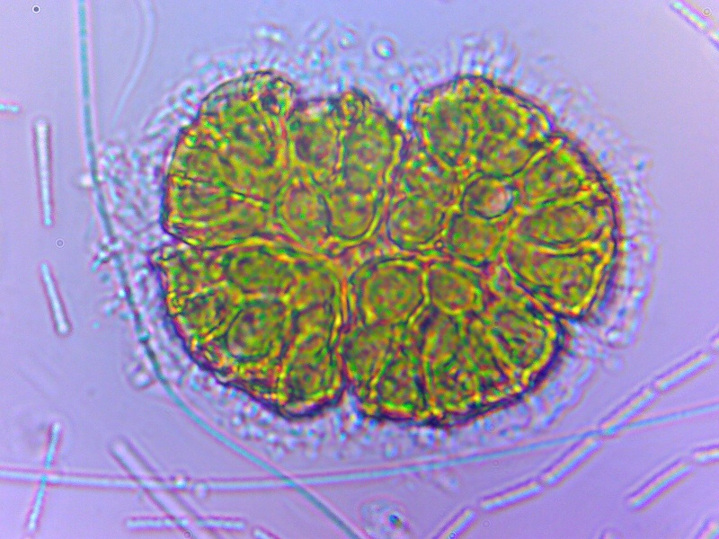 microscopie Image110