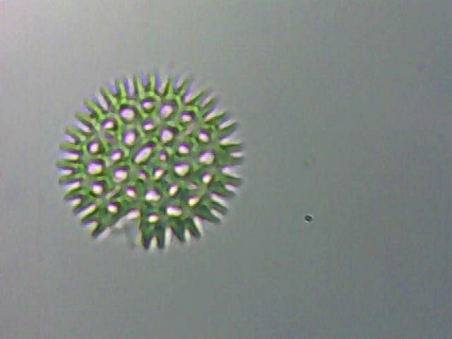 microscopie Pollen12