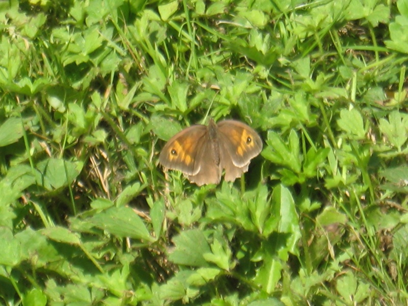papillon quizz Img_0011