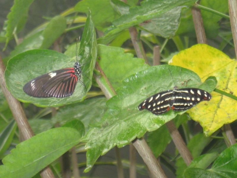 deux papillon à identifier Img_0115