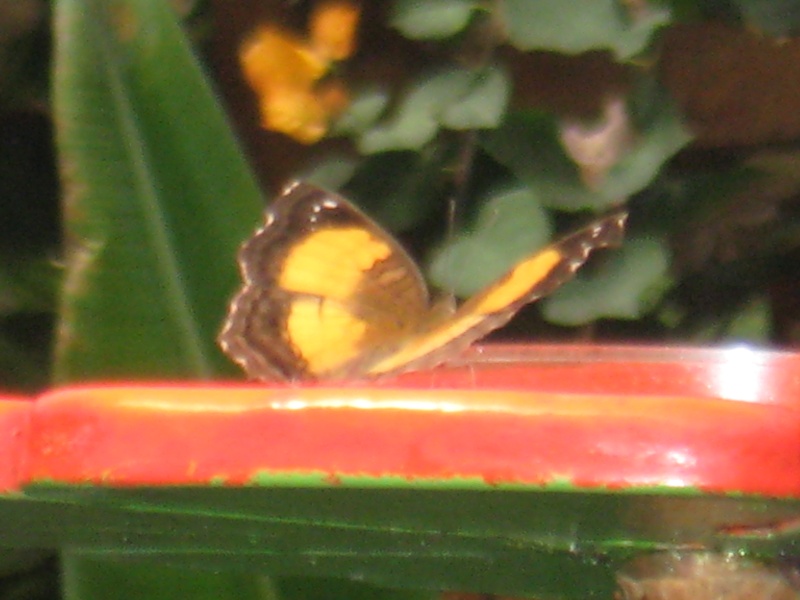 [Precis terrea]papillon à identifier 8 Img_0123