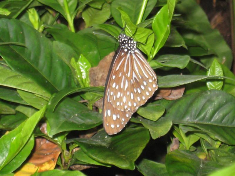 papillon à identifier 9 Img_0124