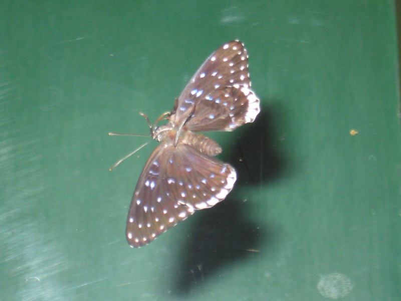 papillon à identifier 10 Img_0125