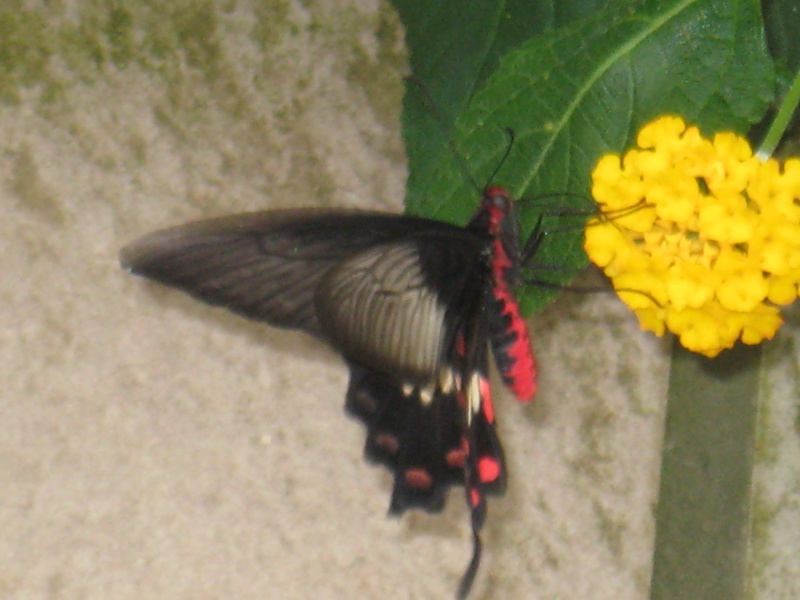 papillon à identifier 11 Img_0126