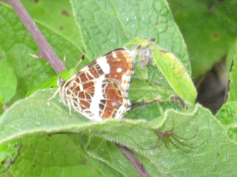 quel est ce papillon.carte géographique ou sylvain Img_0514