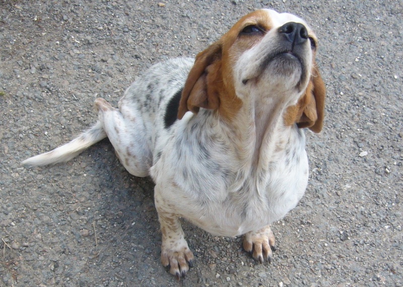 AGLAE - x epagneul/(beagle ? basset ?) mouchetée à poil court 11 ans - Refuge de l'Angoumois à Mornac (16) P1160817