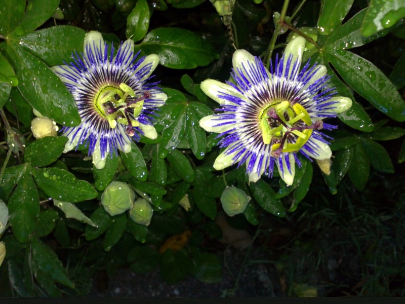 Côté fleurs  08062017