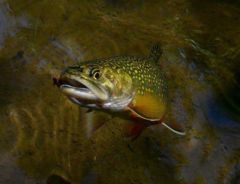 Quel est le poisson, quelle est la mouche? Screen10