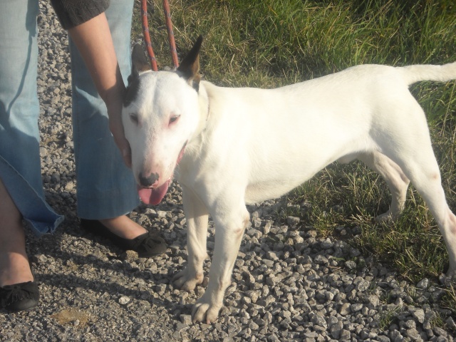 SOS Link bull terrier trés urgent ! Link210