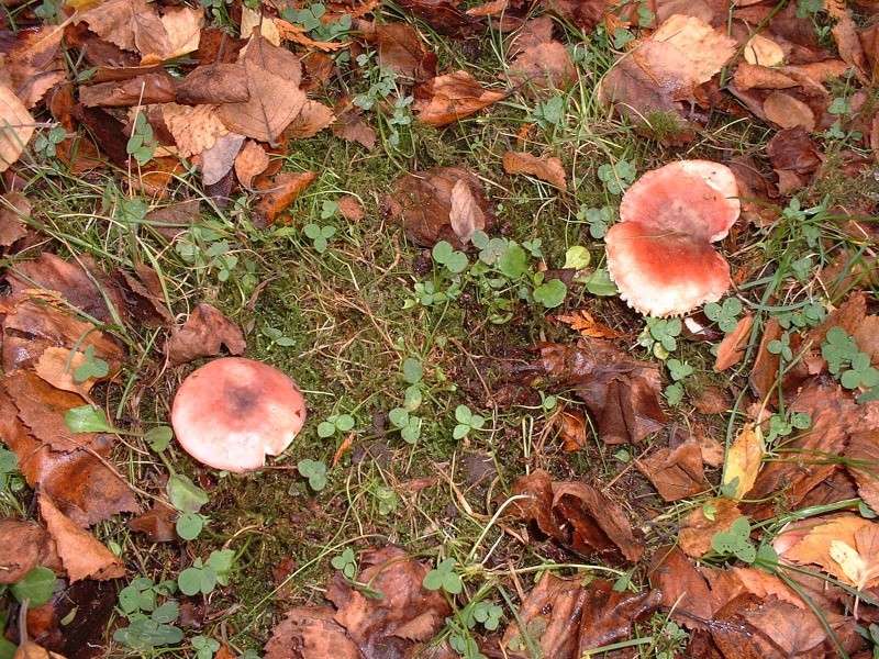 Quelques photos de champignons trouvés dans mon jardin  Dscf0113