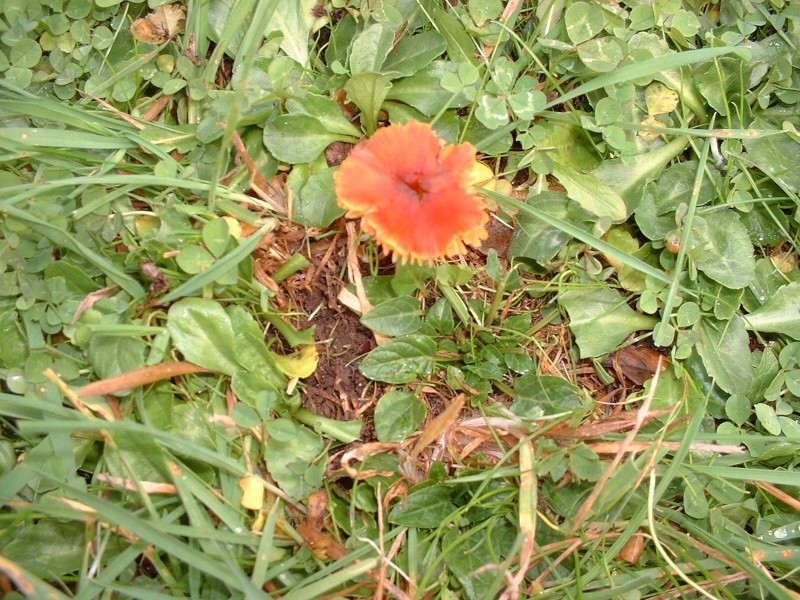 Quelques photos de champignons trouvés dans mon jardin  Dscf0114