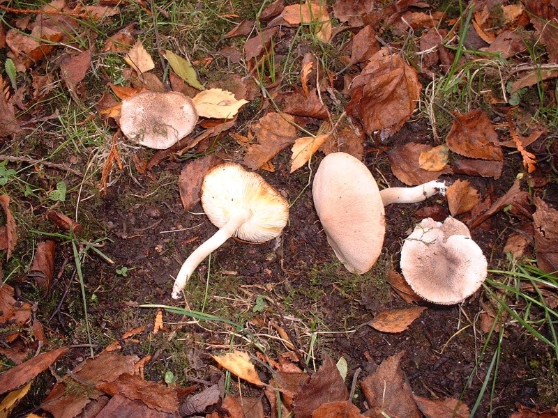 Quelques photos de champignons trouvés dans mon jardin  Dscf0116