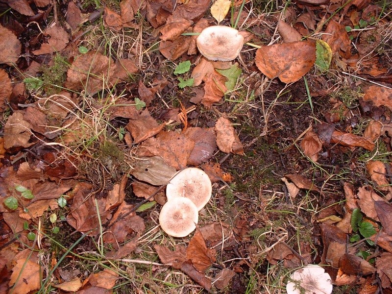 Quelques photos de champignons trouvés dans mon jardin  Dscf0117